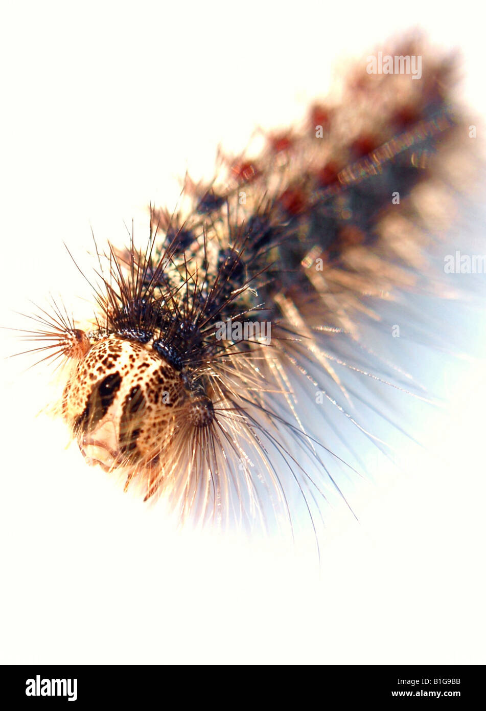 Caterpillar body parts hires stock photography and images Alamy