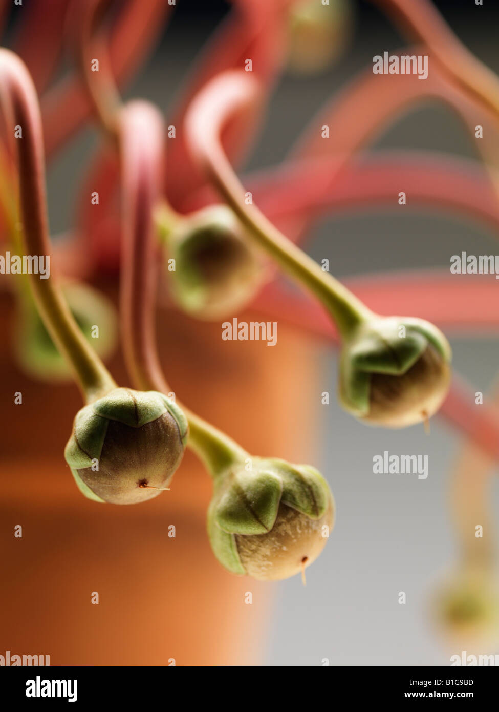 cyclamen plant bulb seed fruits flowering branch Stock Photo Alamy