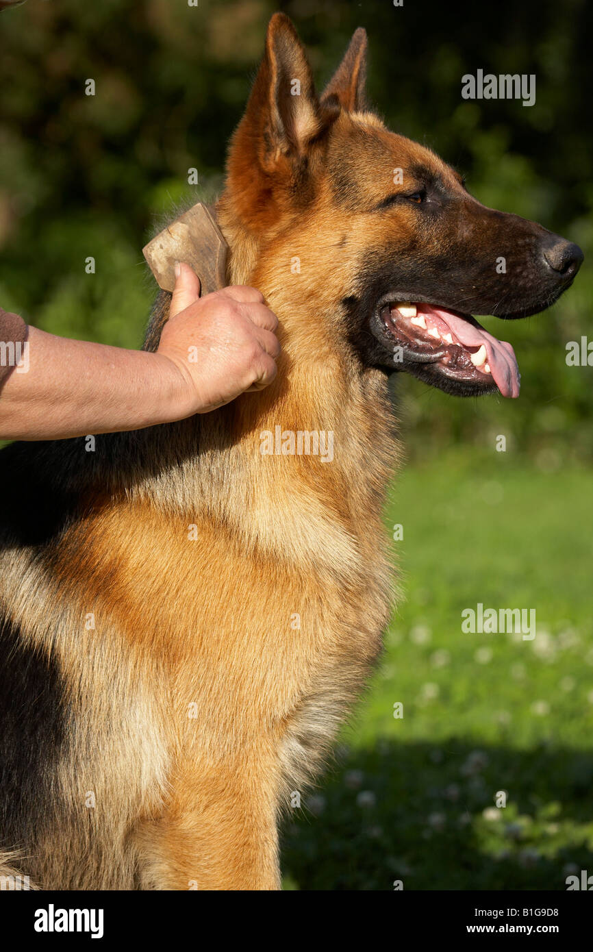 brushing a german shepherd