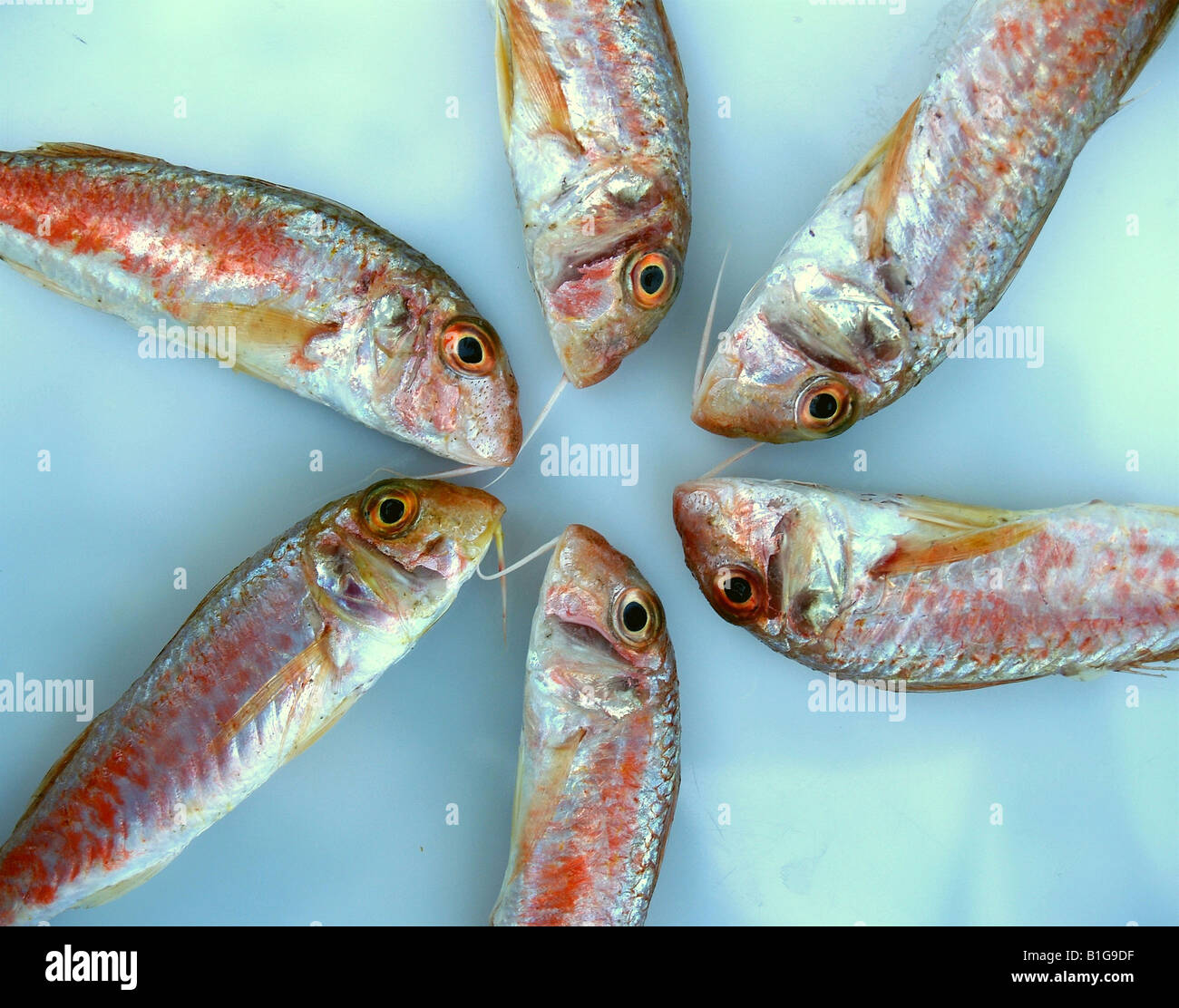 Overhead view of dead fishes Stock Photo - Alamy