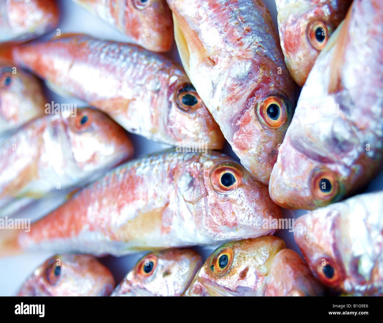 Overhead view of a fishes in detail Stock Photo - Alamy