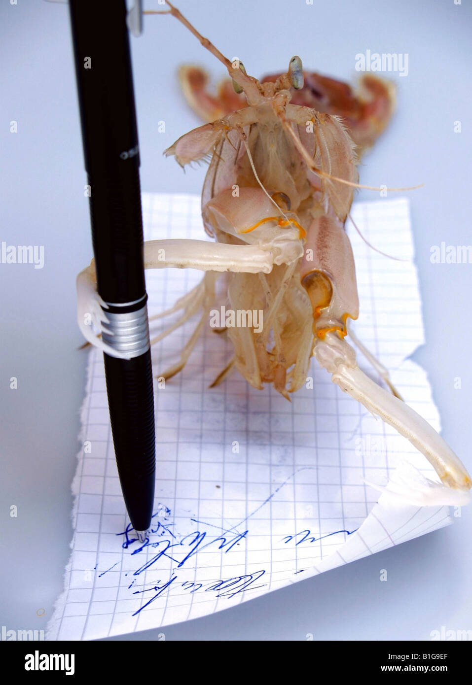 Detail of shrimp writing with pen Stock Photo - Alamy