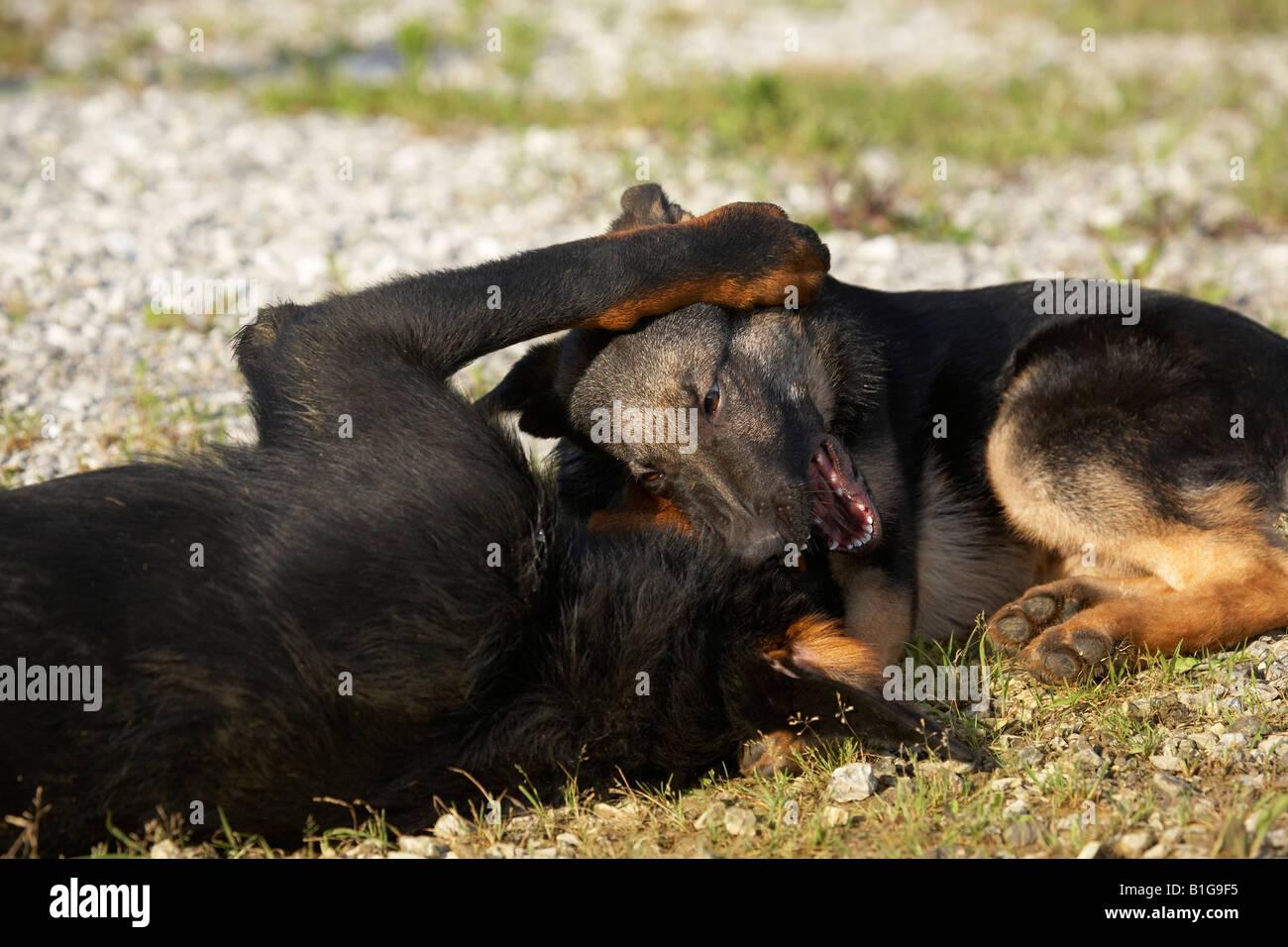 Beauceron and German shepherd playing together Stock Photo - Alamy