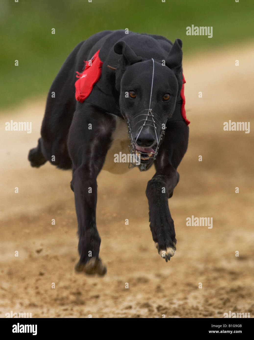 Dog racing odds hires stock photography and images Alamy