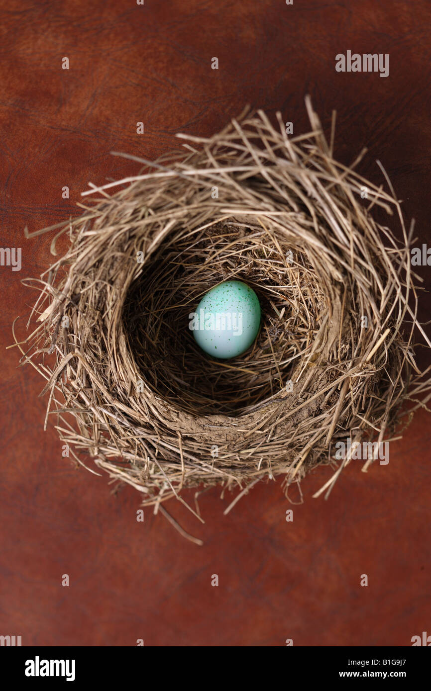 Bird s nest with single blue egg Stock Photo