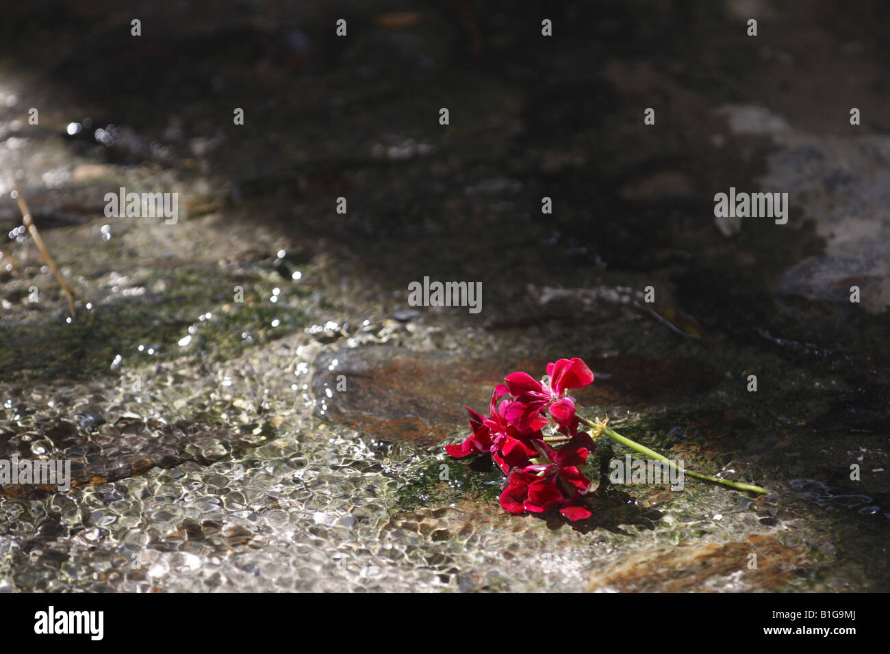 Pink flower in a puddle, Pampaneira, Spain Stock Photo