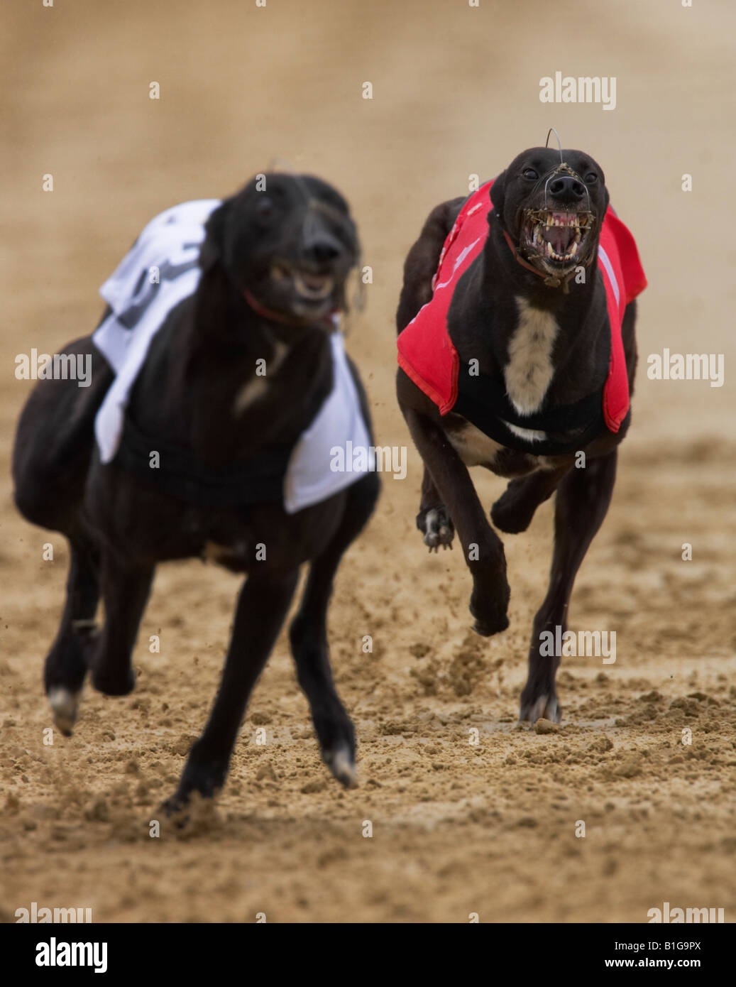 Greyhound dog racing Stock Photo - Alamy