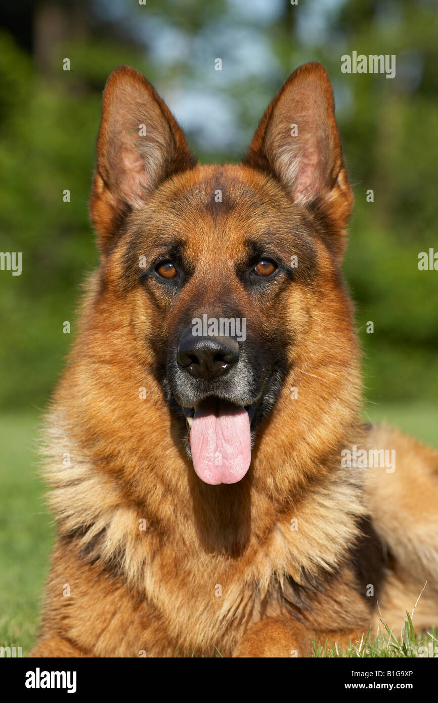 German Shepherd portrait Stock Photo - Alamy