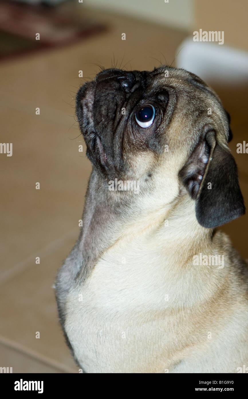 Pug Dog Portraits Stock Photo