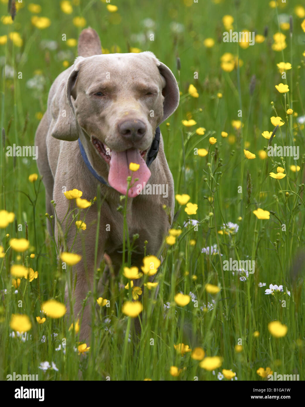 Weimaraner dog out walking in a field of buttercups Stock Photo