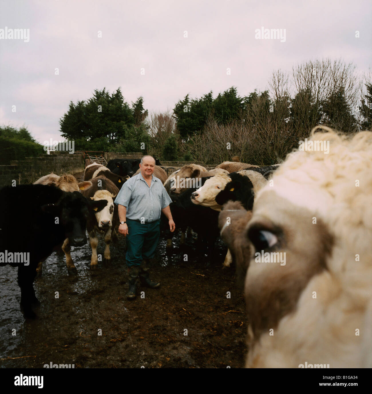 A farmer stands in a field with his cows Stock Photo - Alamy