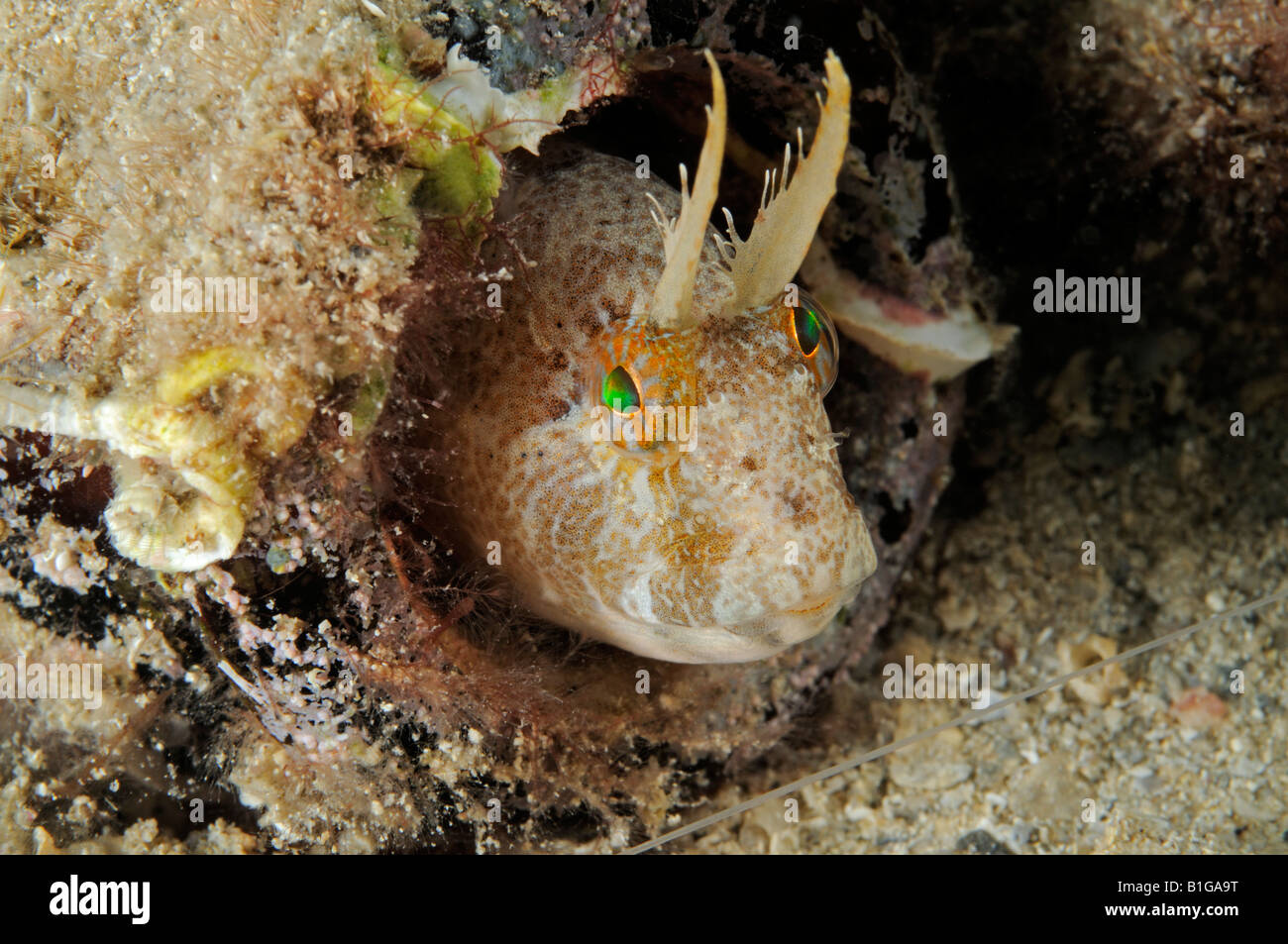 Horned blenny Parablennius tentacularis Blennius tentacularis Stock Photo