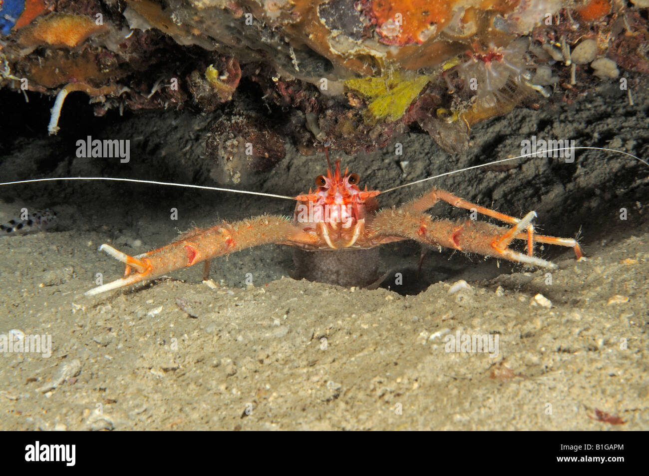 Munida rugosa rugose squat lobster, female carrying eggs Stock Photo