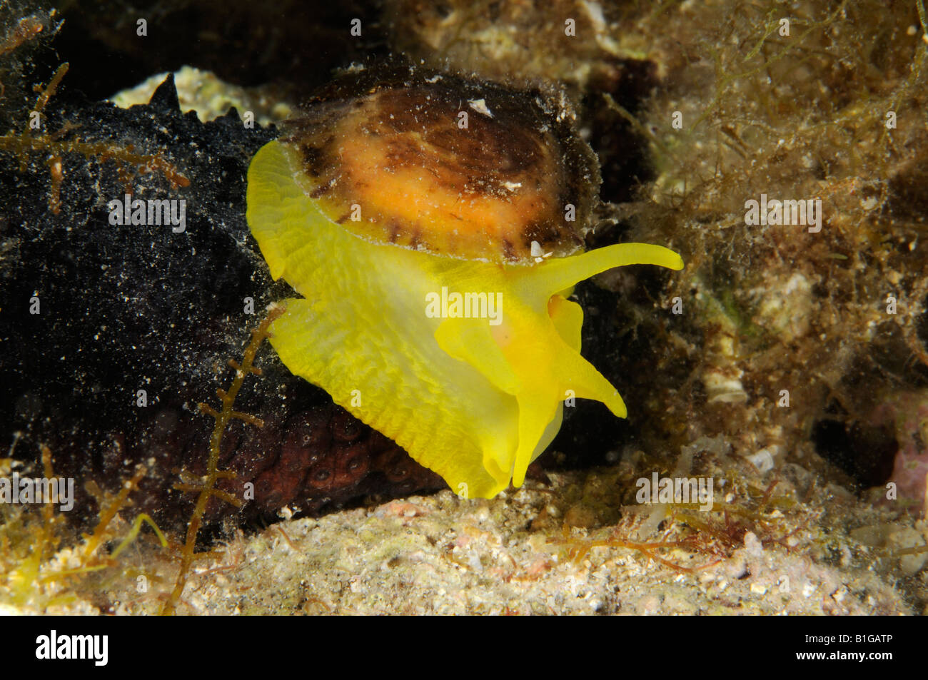 golden sponge snail Tylodina perversa Stock Photo