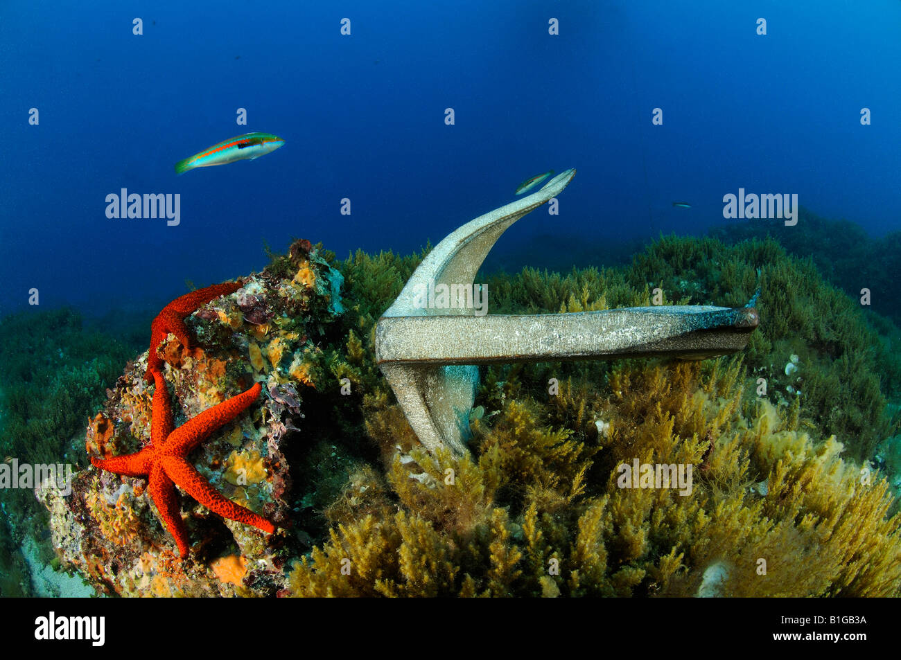 anchor on colorful seafloor Stock Photo - Alamy