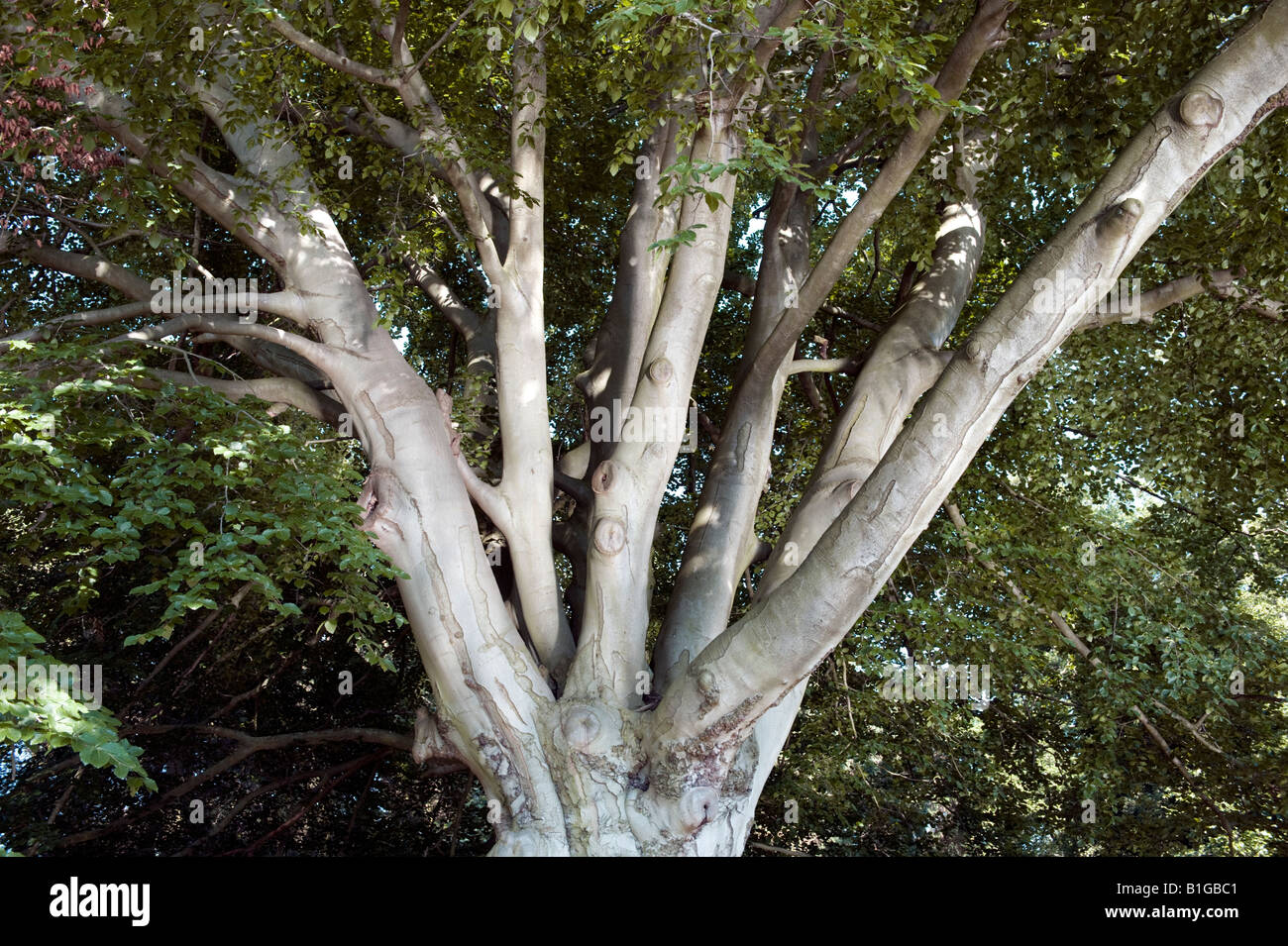 Oak tree large branches Stock Photo
