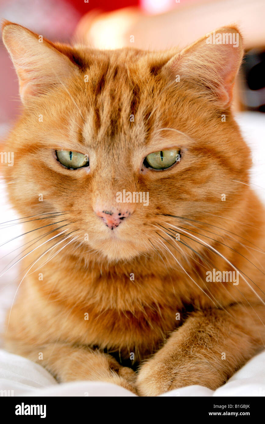 Close up head portrait of a ginger cat with light and dark ginger