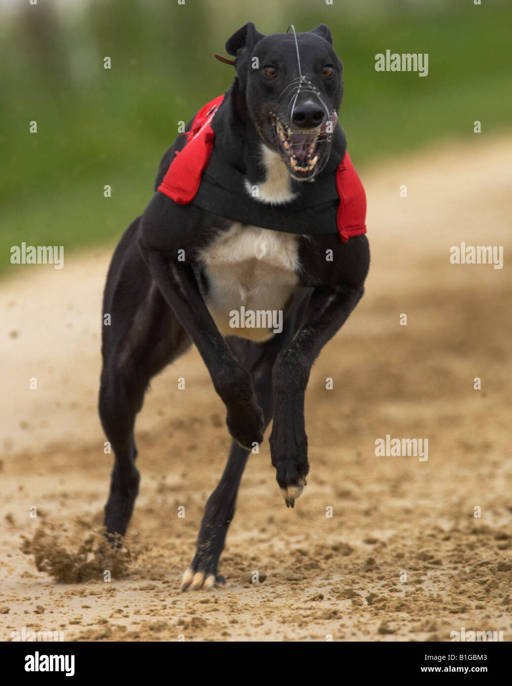 Greyhound dog racing Stock Photo - Alamy