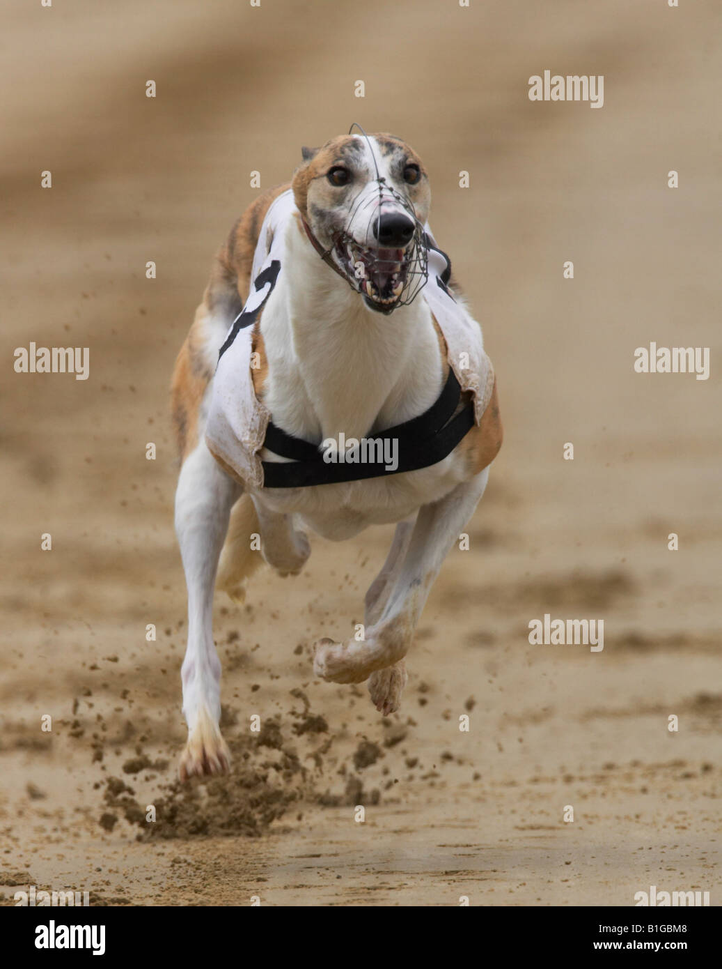 Greyhound dog racing Stock Photo Alamy