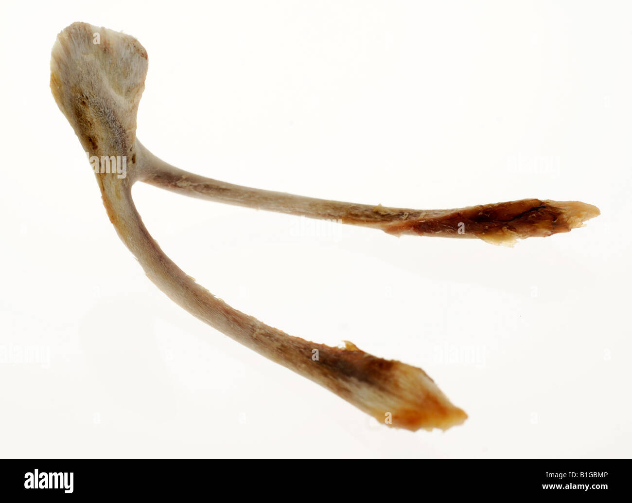 Lucky wish bone hires stock photography and images Alamy