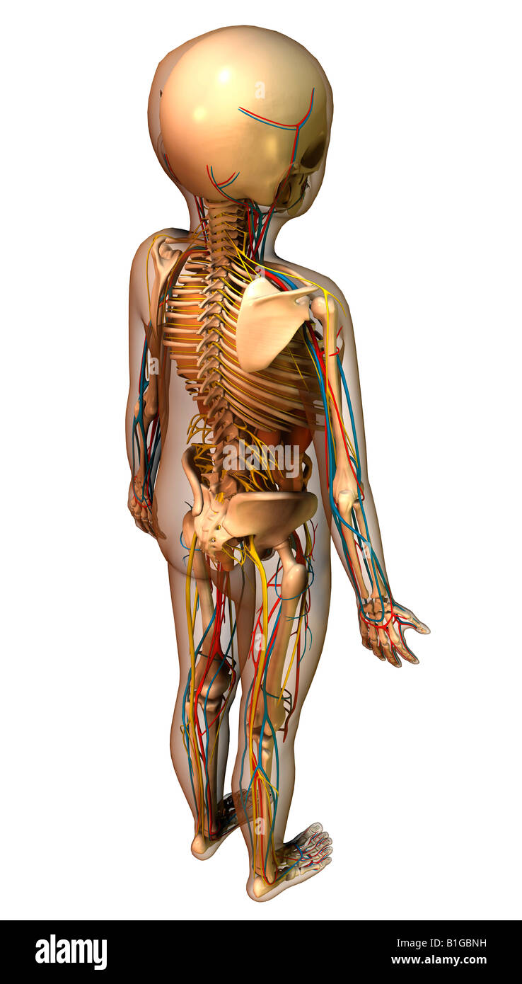 Anatomie des Kindes mit Organen child anatomy with organs Stock Photo Alamy
