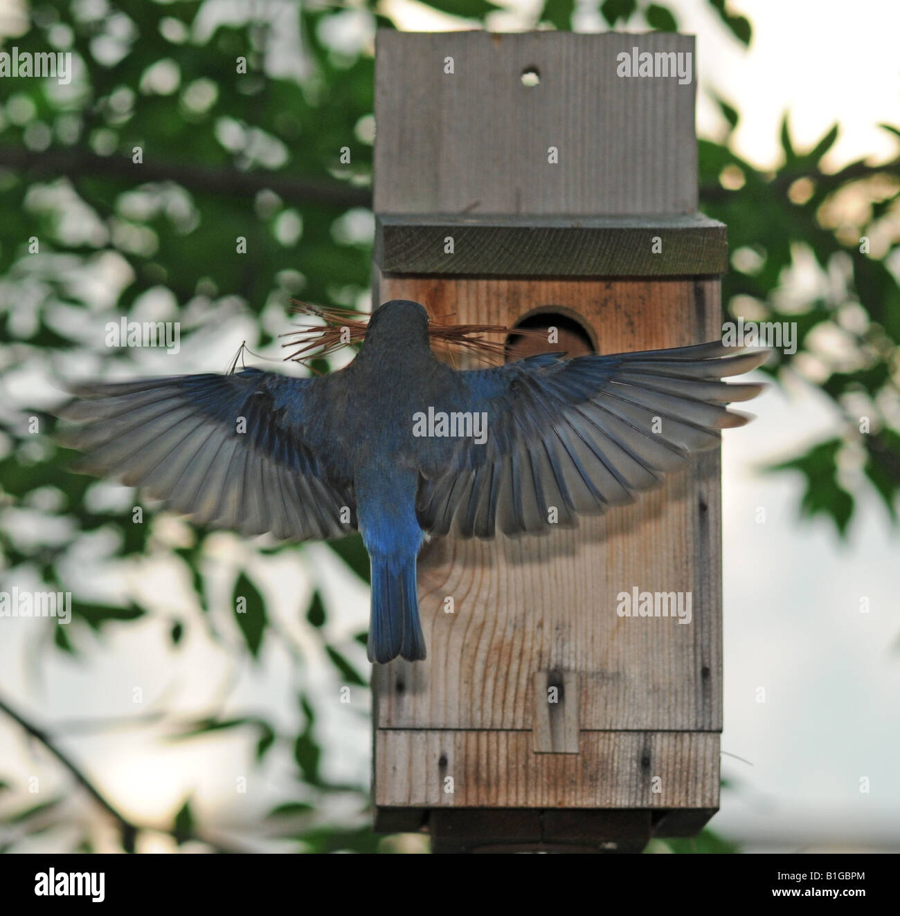 Bluebird wingspan Stock Photo