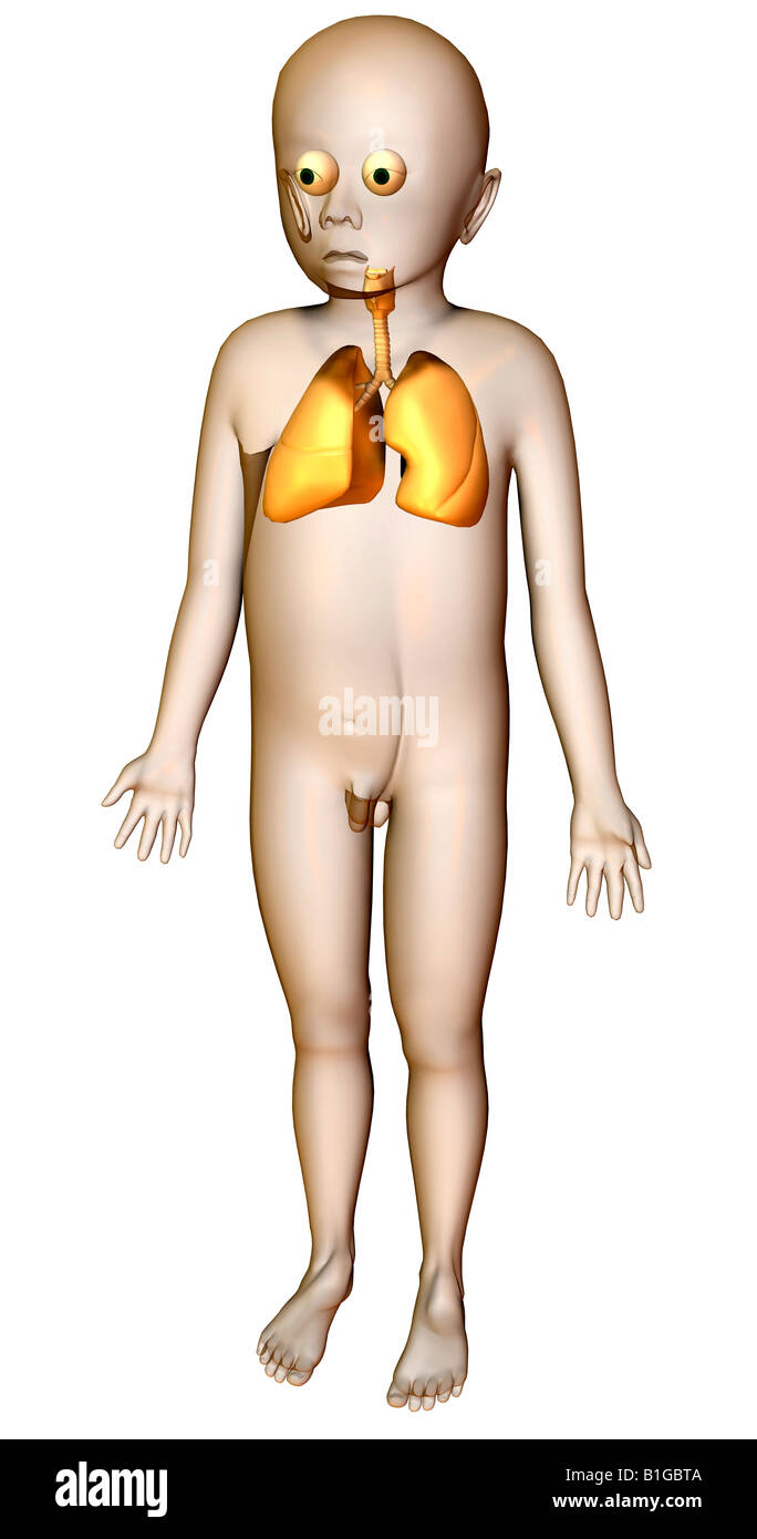 anatomy respiration Stock Photo