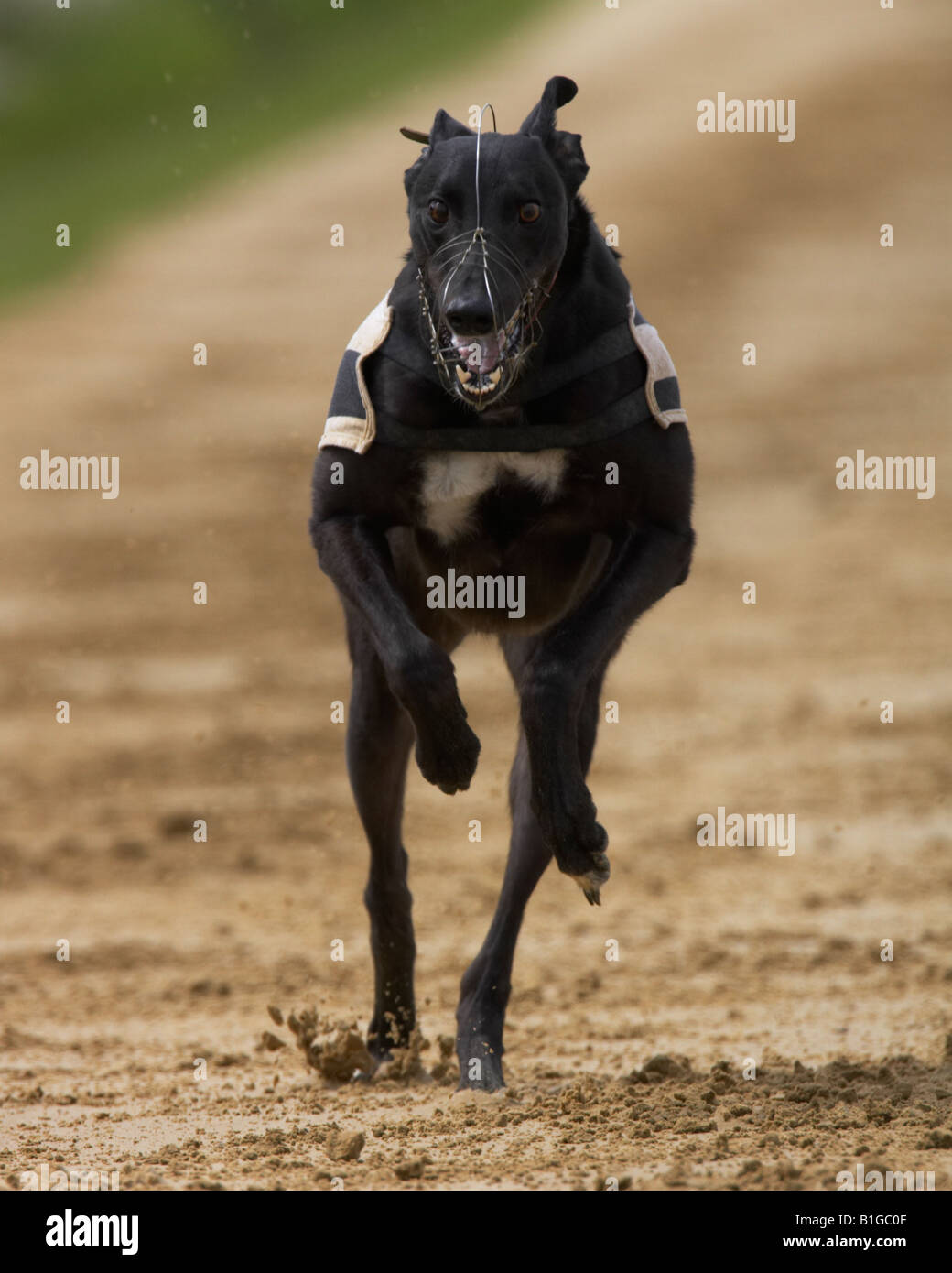 Greyhound dog racing Stock Photo - Alamy