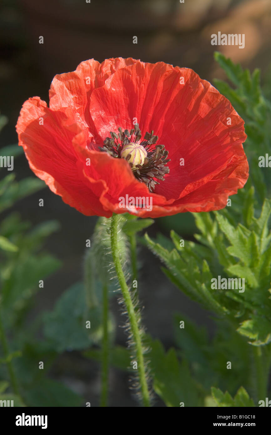 Red poppy flower Stock Photo