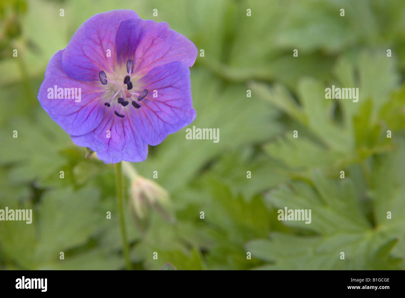 Purple Geranium platypetalum flower Stock Photo