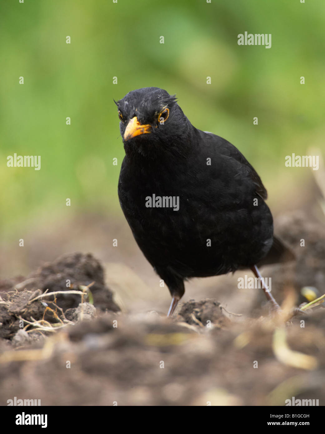 Blackbird hunting for food in a garden Stock Photo Alamy