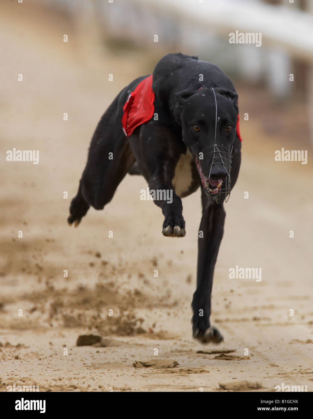 Greyhound dog racing Stock Photo - Alamy