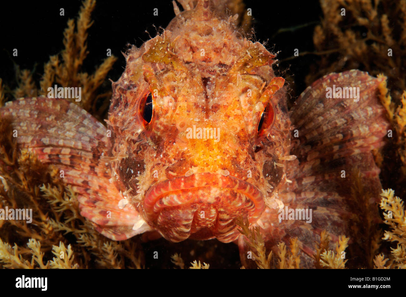 Black scorpionfish Scorpaena porcus Stock Photo