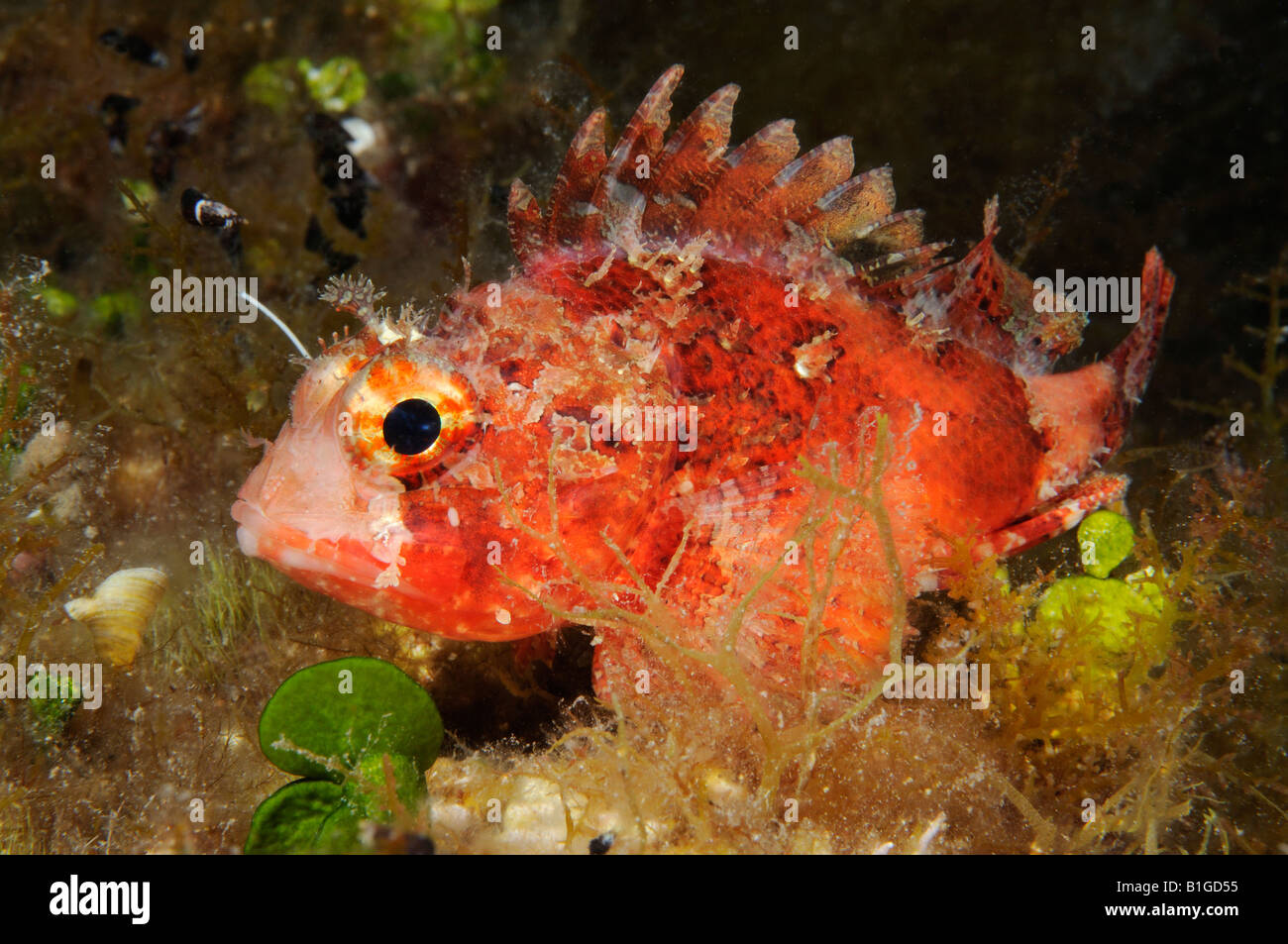 Black Scorpionfish Scorpaena Porcus Stock Photo Alamy