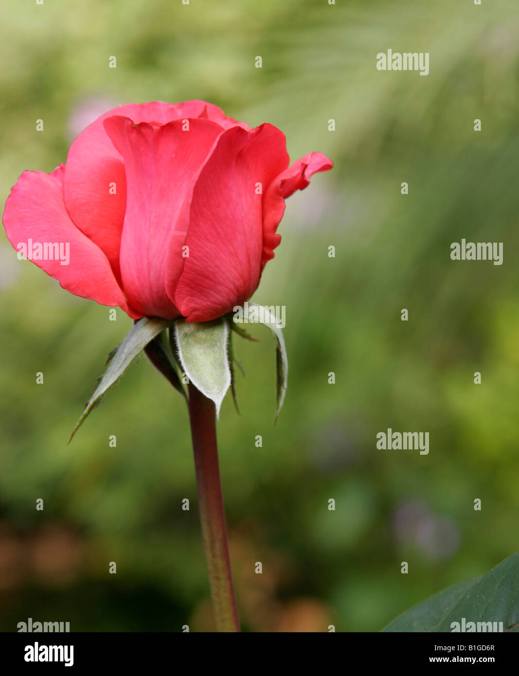A single rose blossom in a flower garden Stock Photo