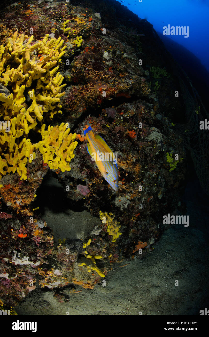 colorful fish on mediterranean reef, Labrus bimaculatus, Cuckoo Wrasse Stock Photo