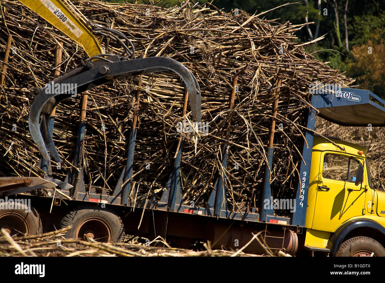 Machinery gathers sugarcane and loads truck for transporting to the mill for ethanol and sugar production Brazil May 2008 Stock Photo