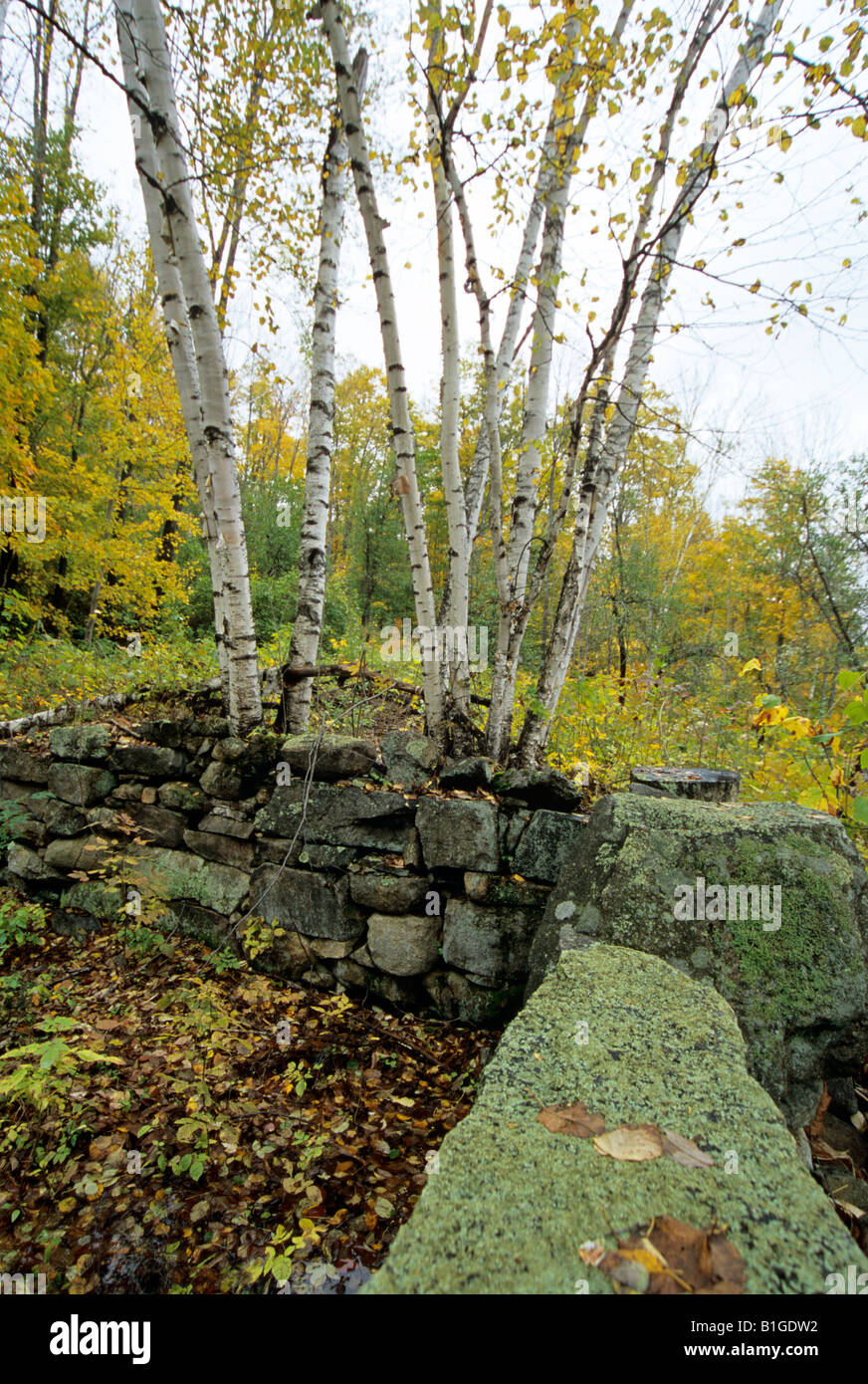 Birch forest along Sawyer River Road in the White Mountains New