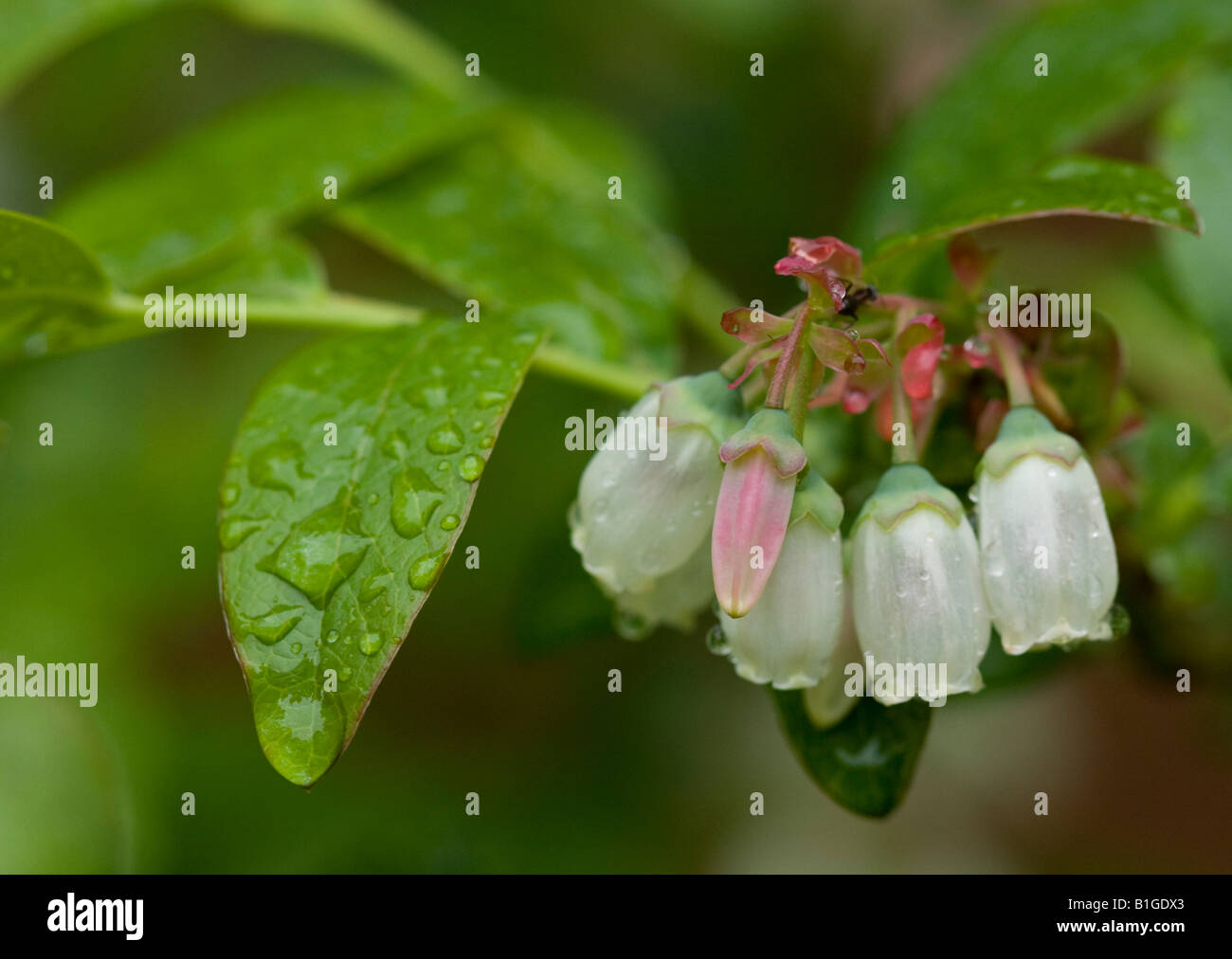 Blueberry flower hires stock photography and images Alamy
