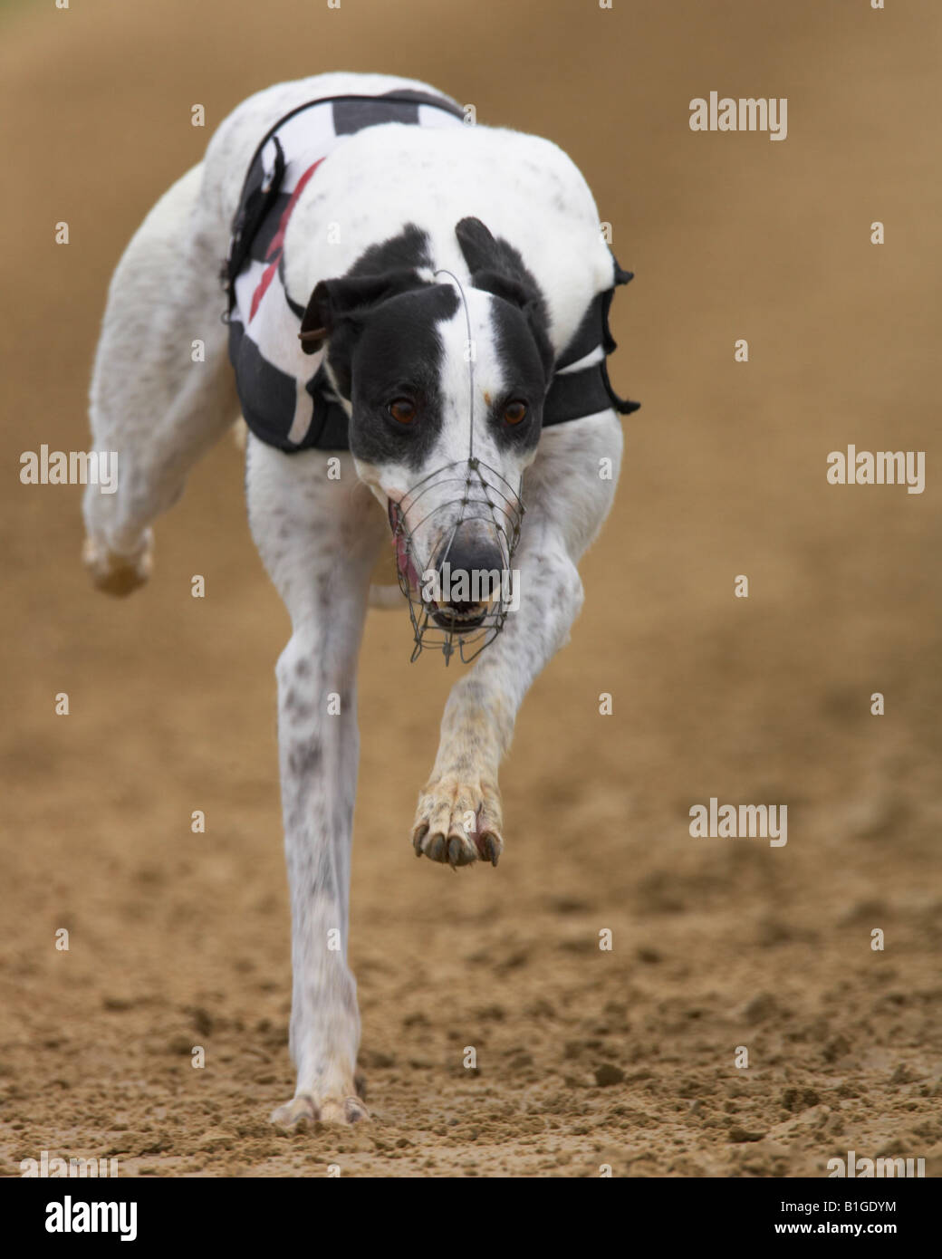 Greyhound dog racing Stock Photo - Alamy