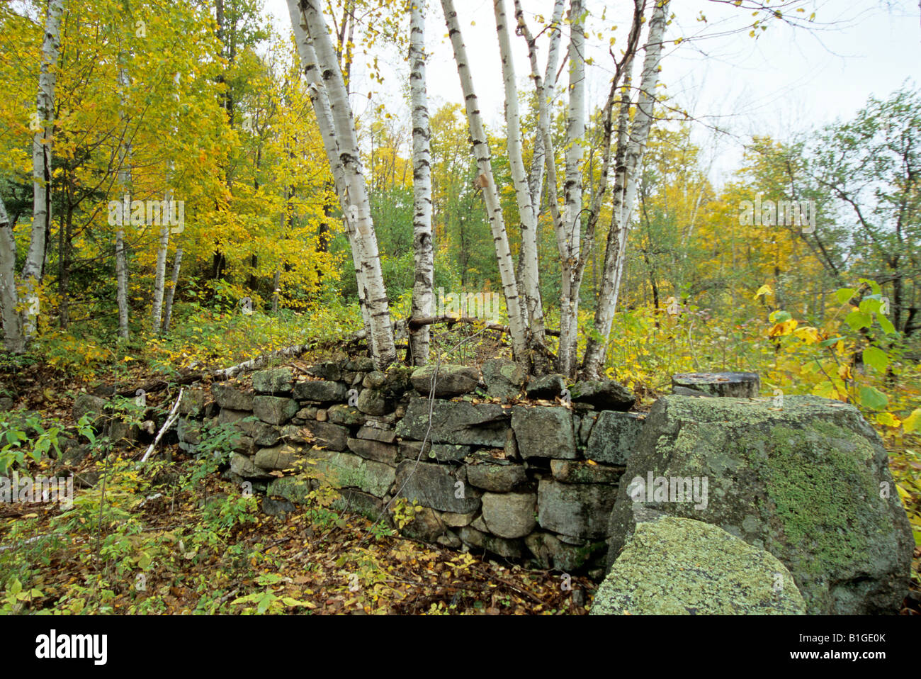 Birch forest along Sawyer River Road in the White Mountains New