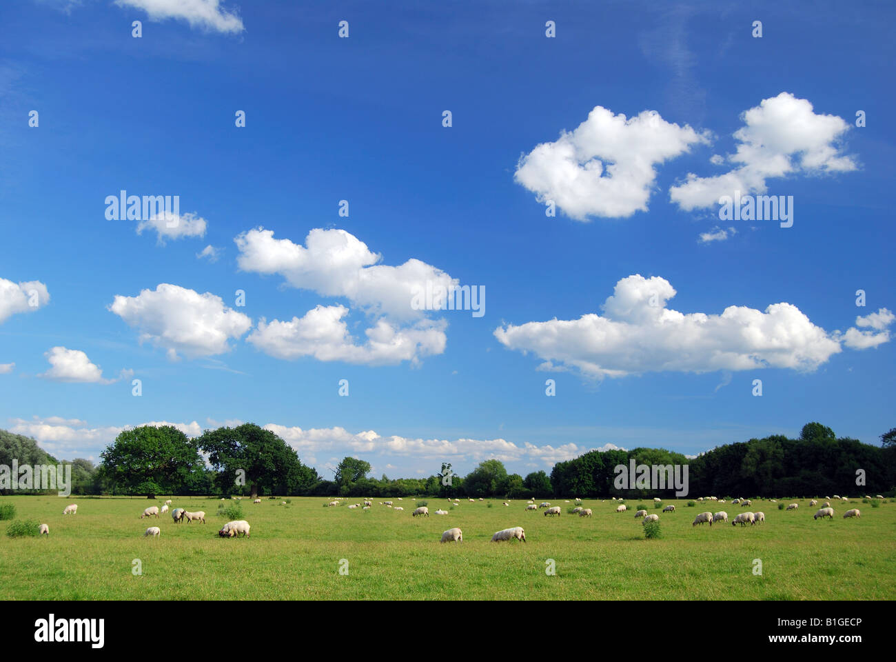 Sheep in field, Dorney, Buckinghamshire, England, United Kingdom Stock Photo