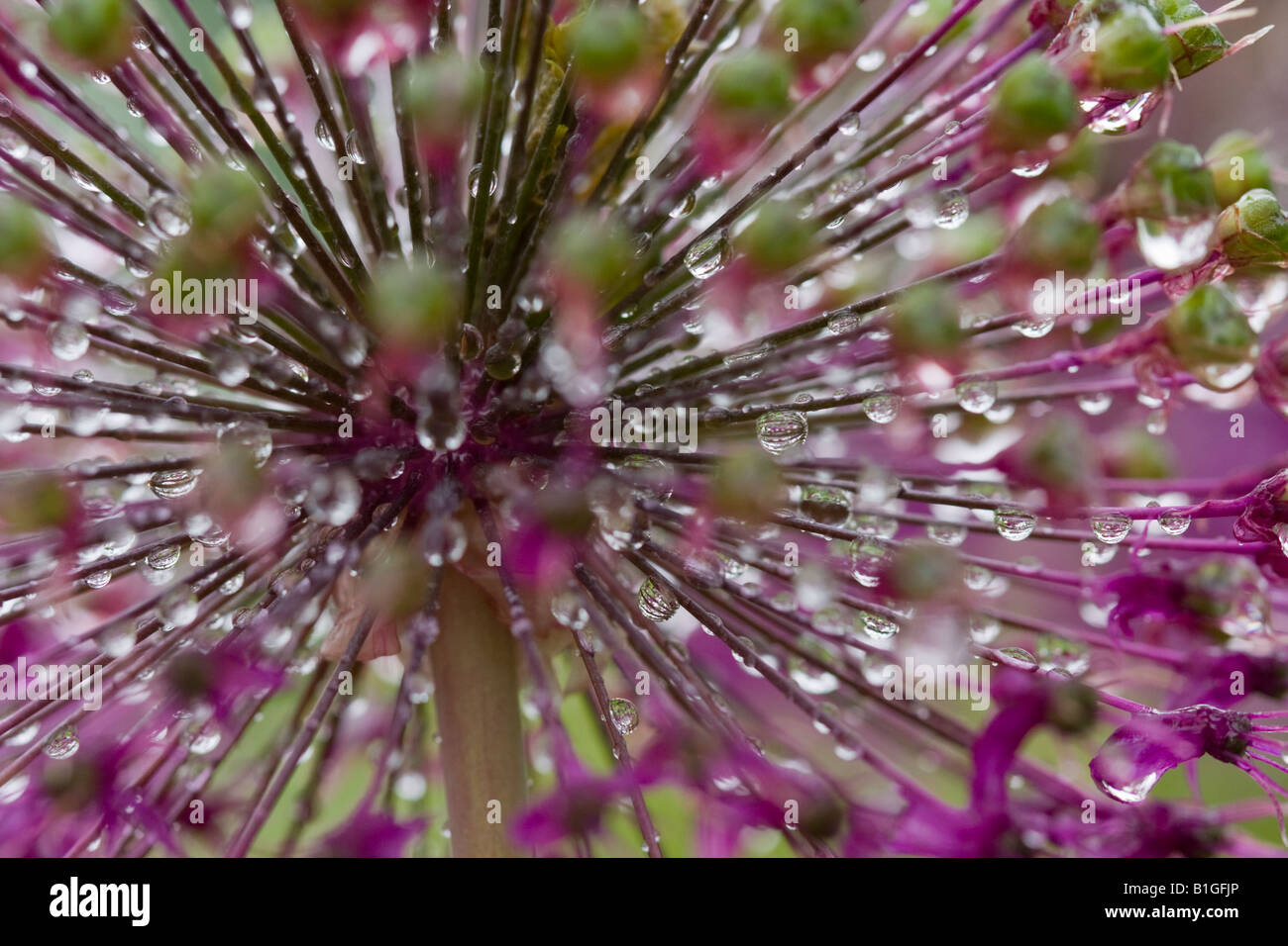 Water droplets on Allium flowerhead Stock Photo