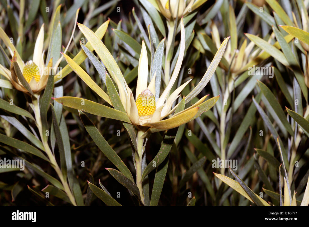 Female Gum-leaf Conebush-Leucadendron eucalyptifolium-Family Proteaceae Stock Photo