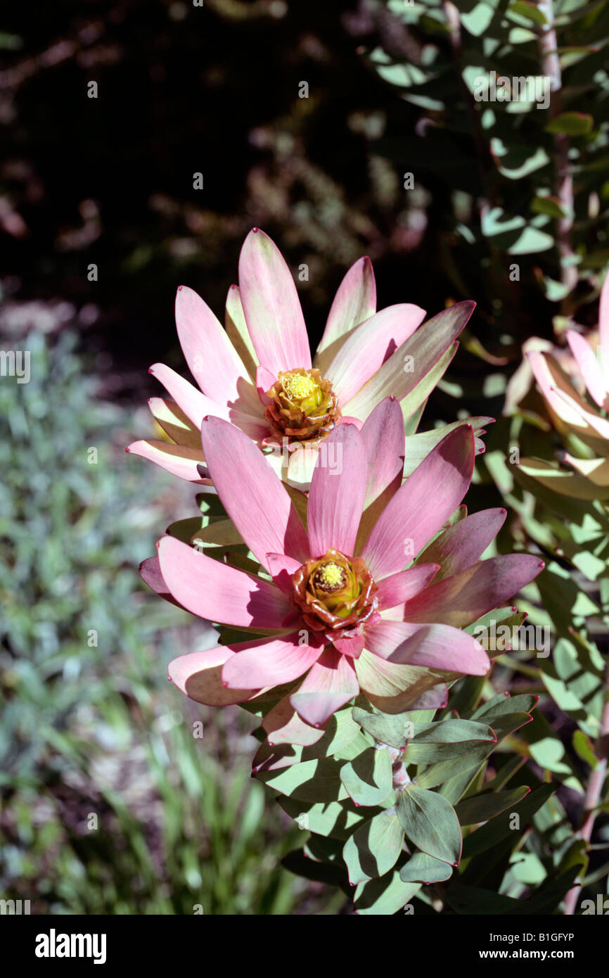 Spicy Conebush male flower - Leucadendron tinctum-Family Proteaceae Stock Photo
