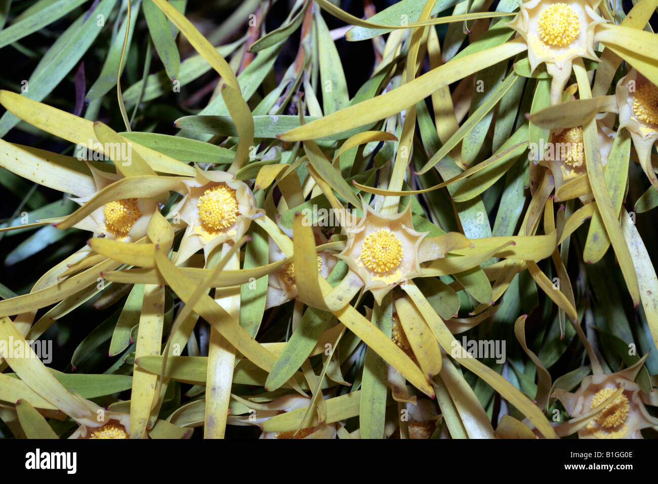 Gum-leaf Conebush-Leucadendron eucalyptifolium-Family Proteaceae Stock Photo