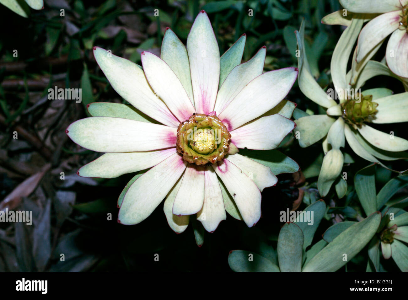 Spicy Conebush flower - Leucadendron tinctum-Family Proteaceae Stock Photo