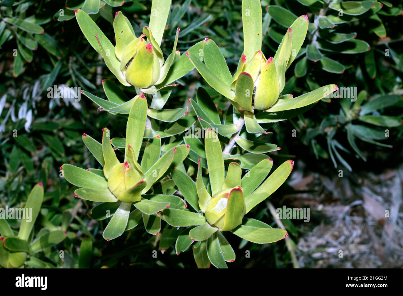 Female Golden Conebush-Leucadendron laureolum-Family Proteaceae Stock Photo