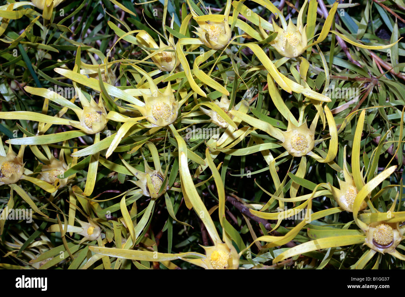 Male Gum-leaf Conebush-Leucadendron eucalyptifolium-Family Proteaceae Stock Photo