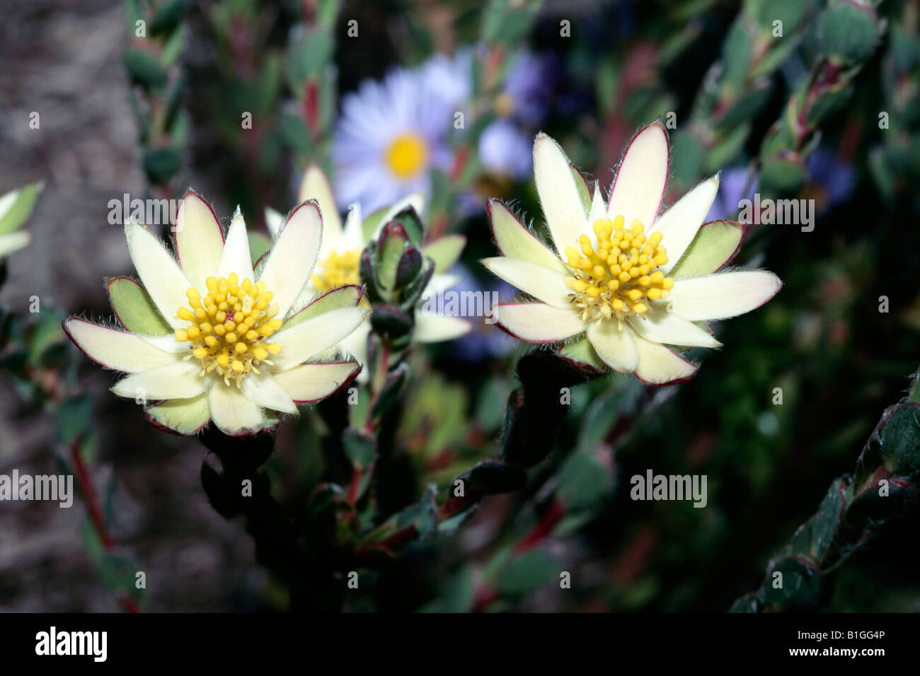 Female Sun Conebush flower/Western Sunbush just opening-Leucadendron sessile-Family Proteaceae Stock Photo
